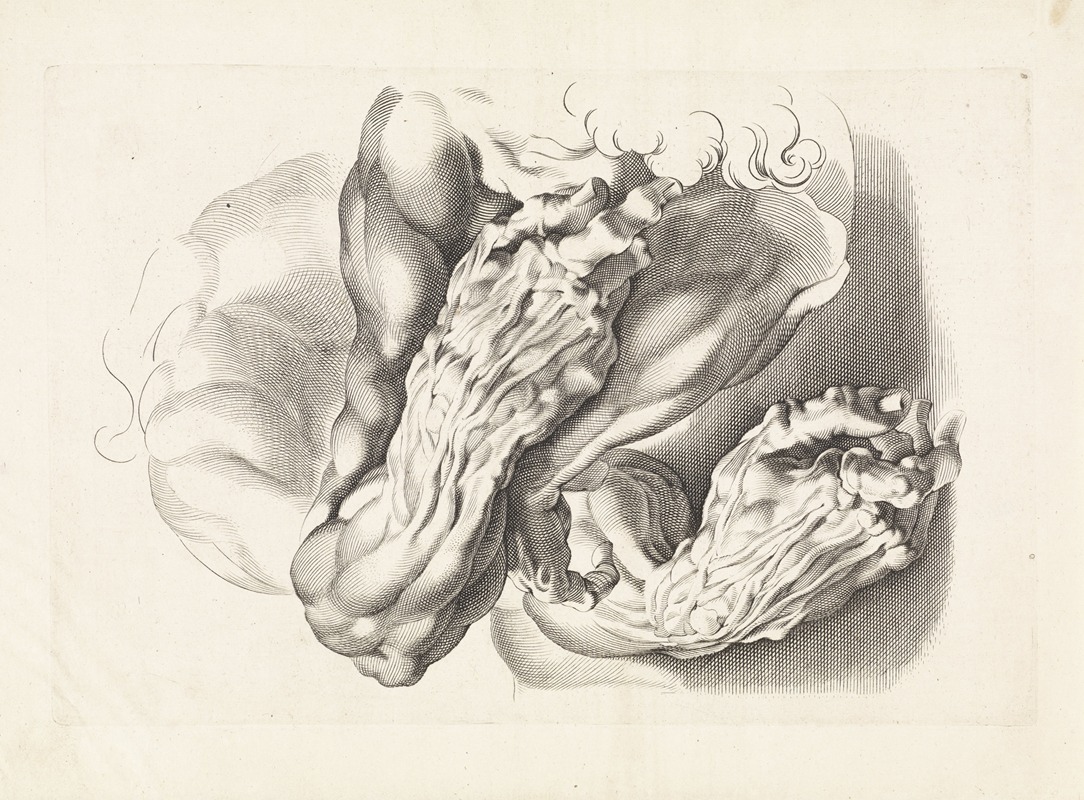 Paulus Pontius - Anatomical studies of arms
