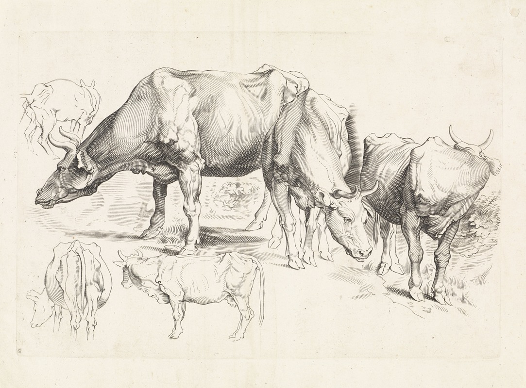 Paulus Pontius - Studies of cattle