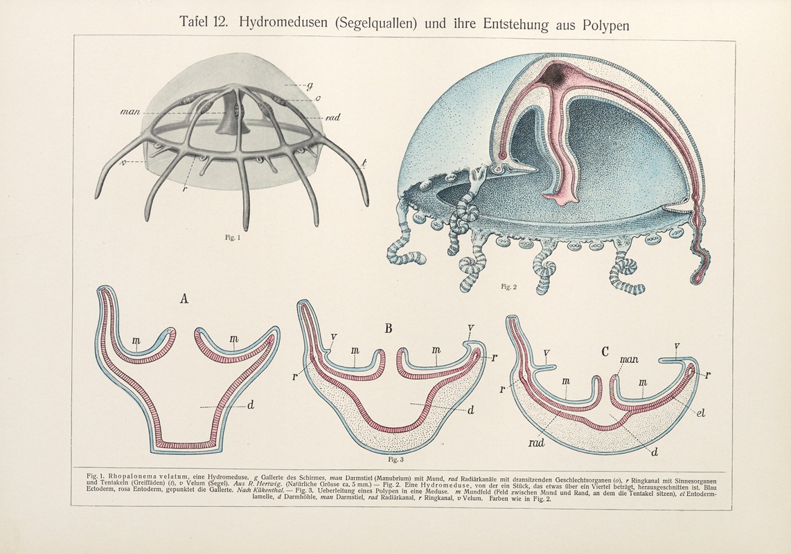 Konrad Guenther - Hydromedusen (Segelquallen) und ihre Entstehung aus Polypen
