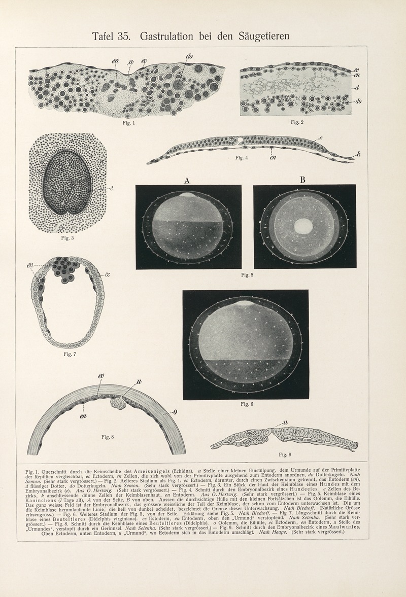 Konrad Guenther - Gastrulation bei den Saugetieren