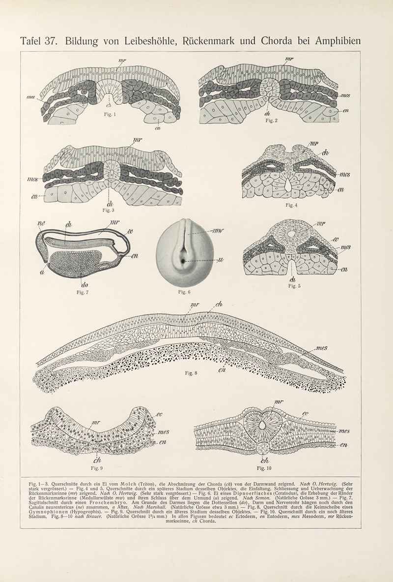 Konrad Guenther - Bildung von Leibeshöhle, Rückenmark und Chorda bei Amphibien