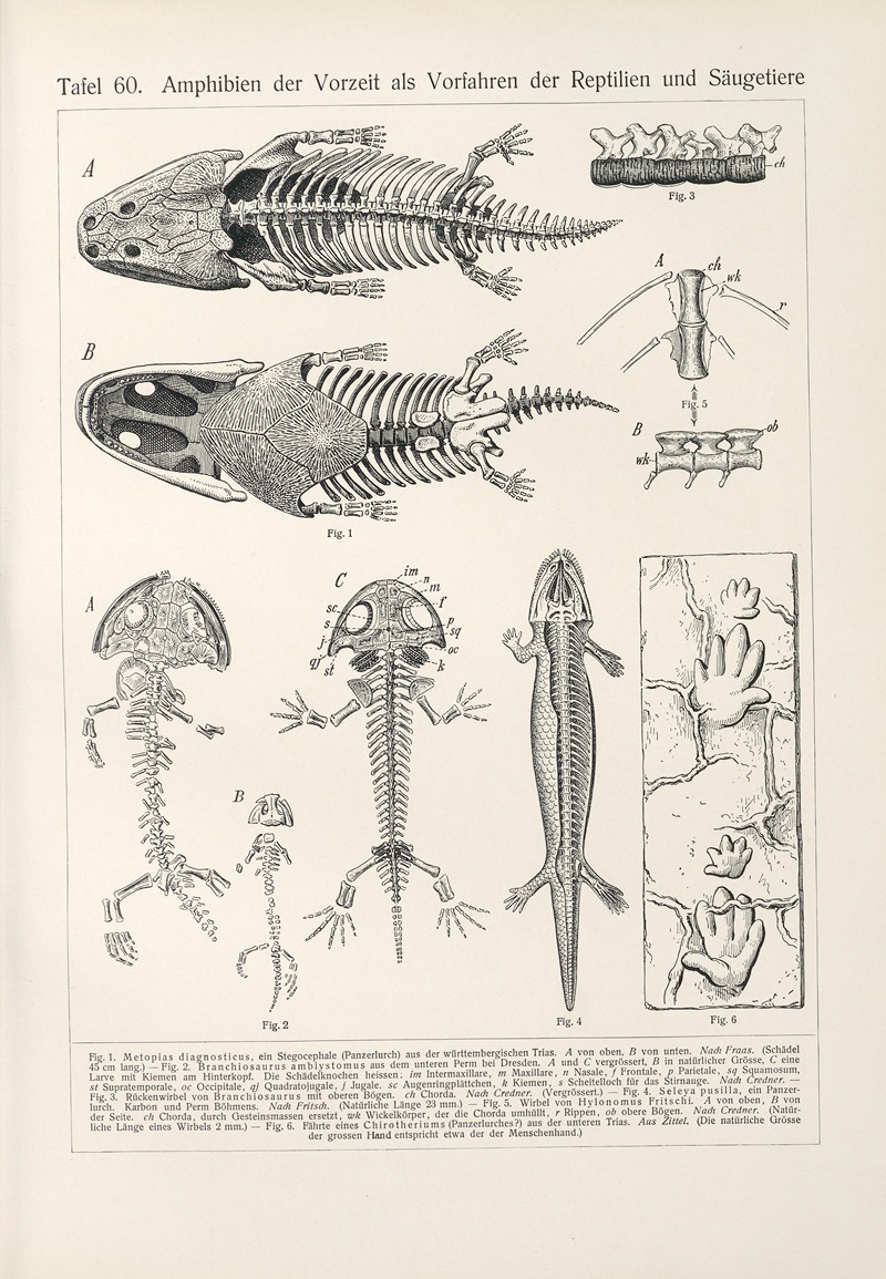 Konrad Guenther - Amphibien der Vorzeit als Vorfahren der Reptilien und Saugetiere