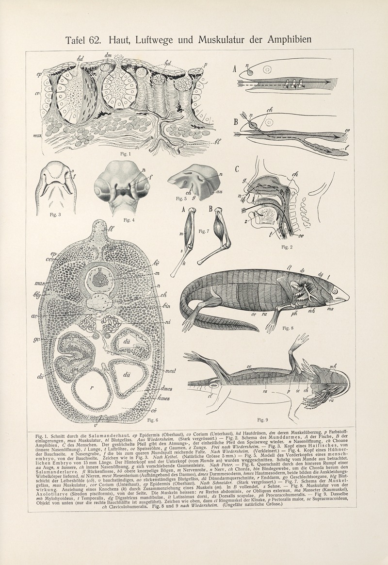 Konrad Guenther - Haut, Luftwege und Muskulatur der Amphibien