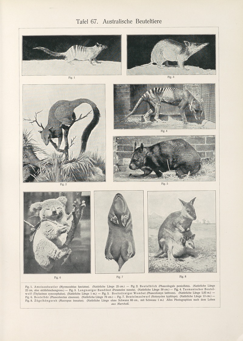 Konrad Guenther - Australische Beuteltiere