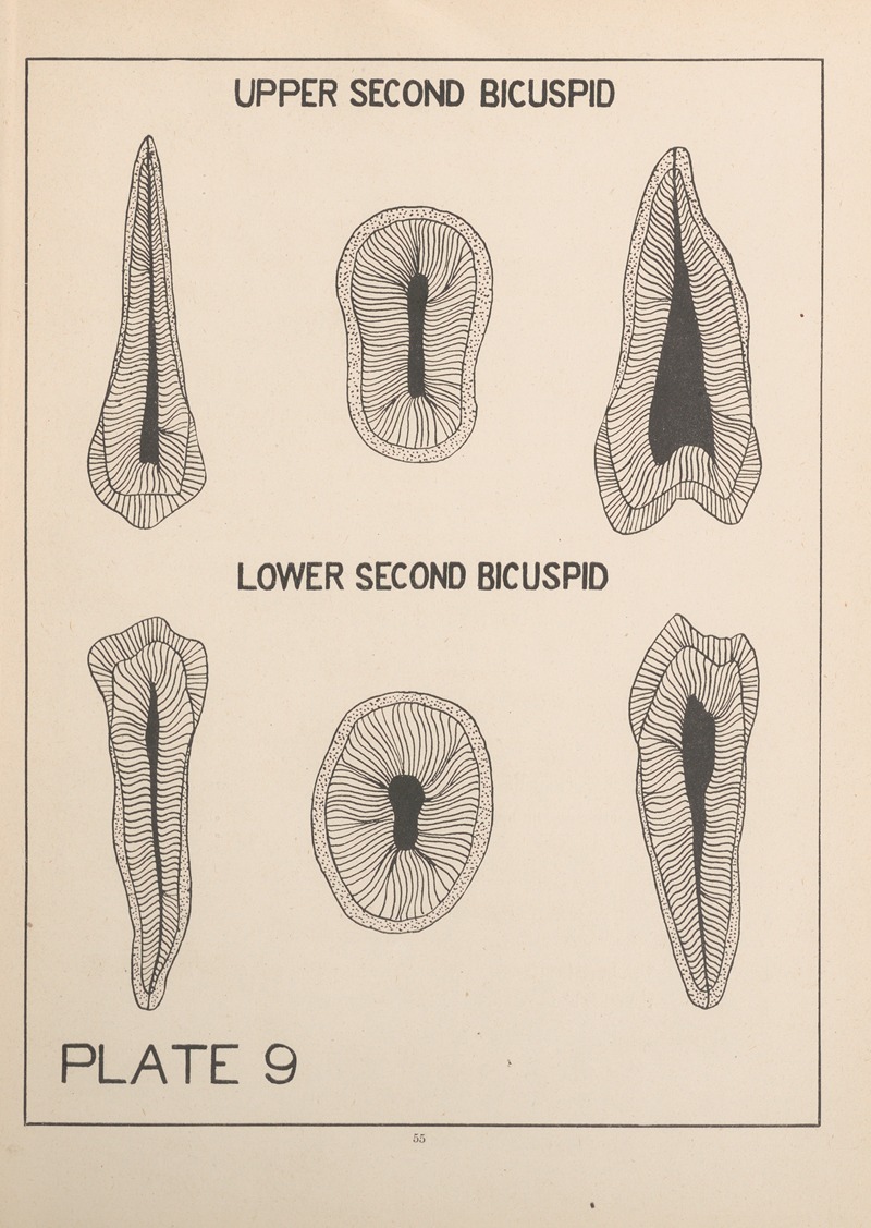 Upper and Lower Second Bicuspid - Artvee