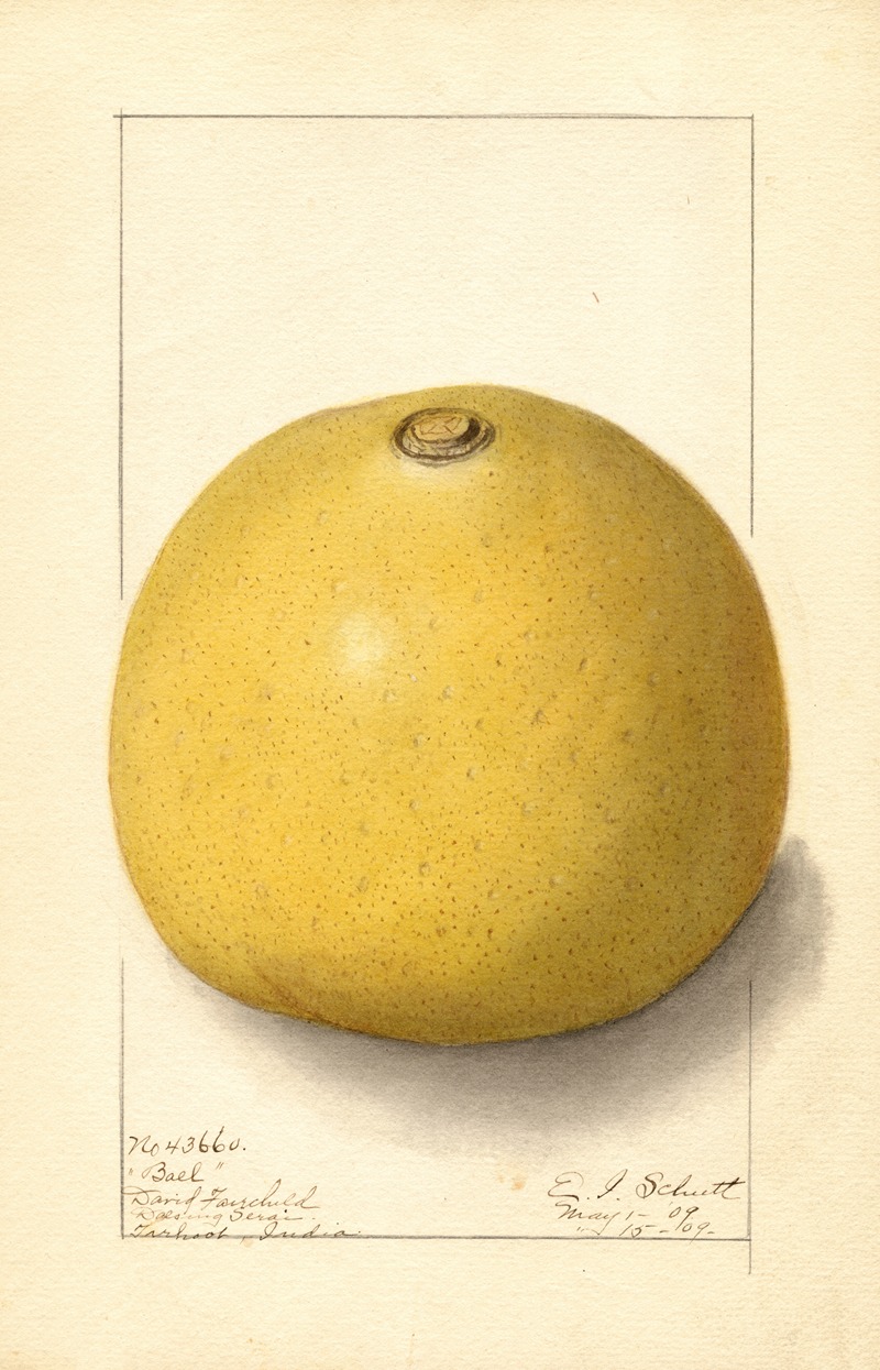 Ellen Isham Schutt - Aegle marmelos