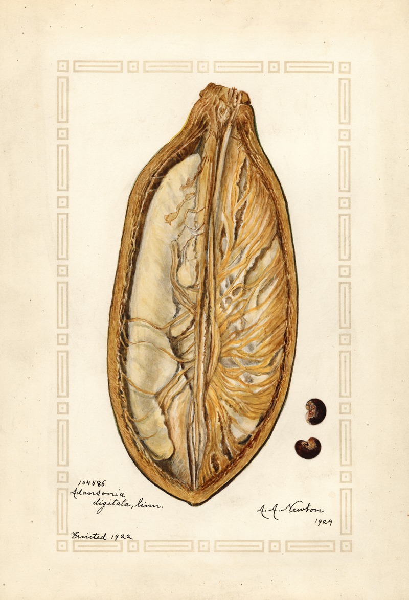 Amanda Almira Newton - Adansonia digitata