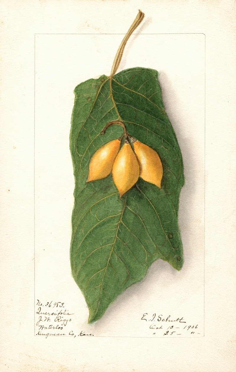Ellen Isham Schutt - Vasconcellea quercifolia