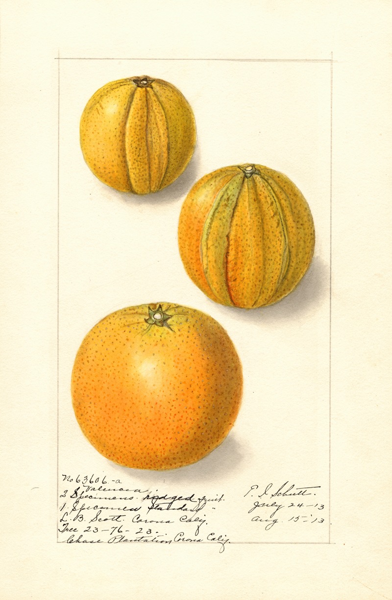 Ellen Isham Schutt - Citrus sinensis: Valencia