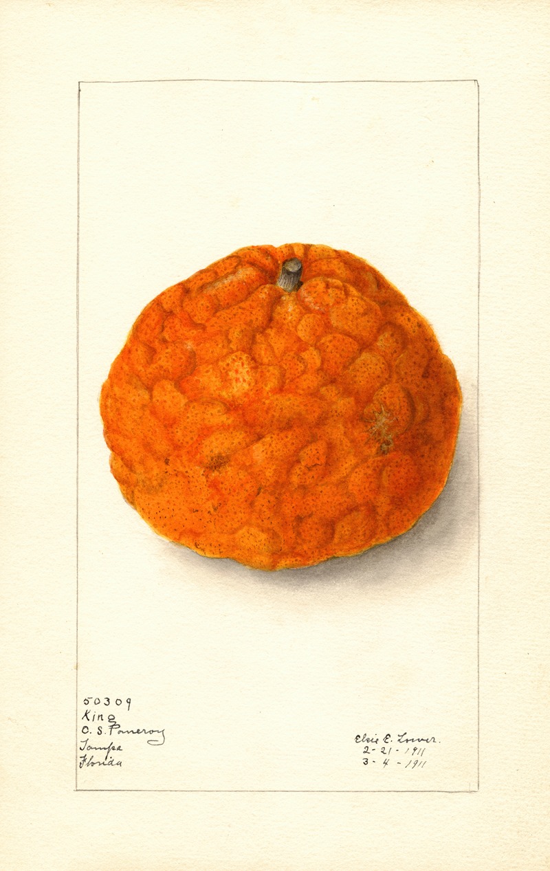 Elsie E. Lower - Citrus nobilis: King