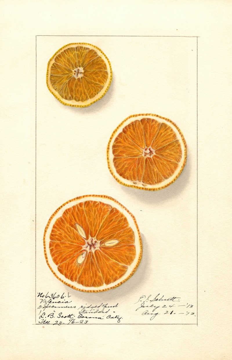 Ellen Isham Schutt - Citrus sinensis: Valencia