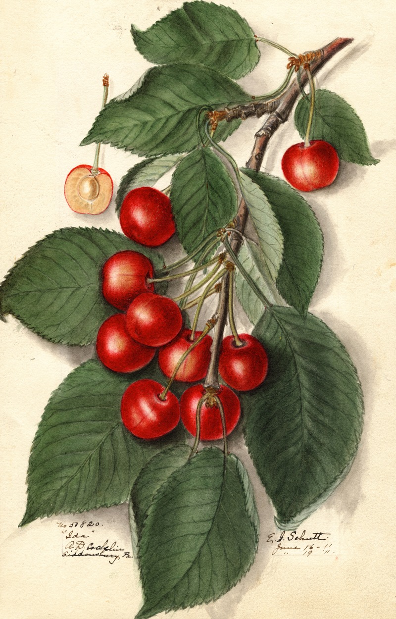 Ellen Isham Schutt - Prunus avium: Ida