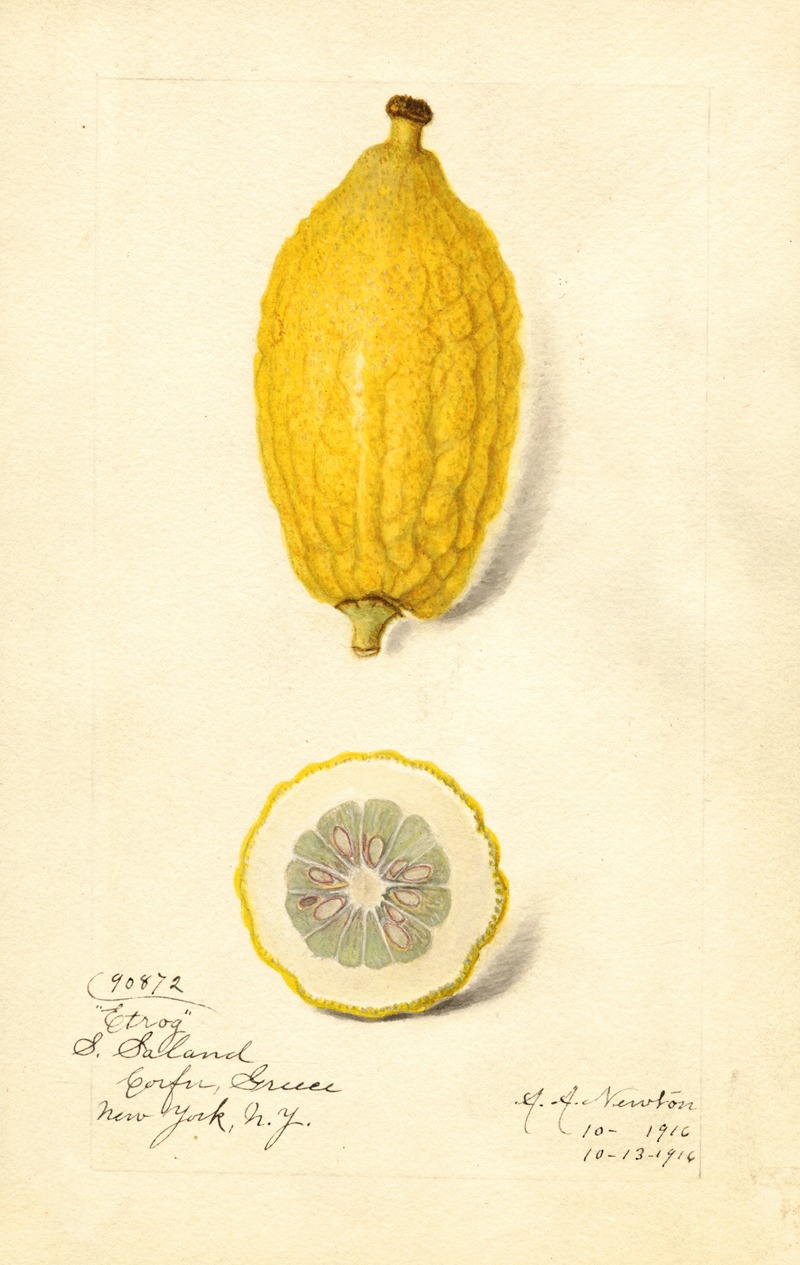 Amanda Almira Newton - Citrus limon: Etrog