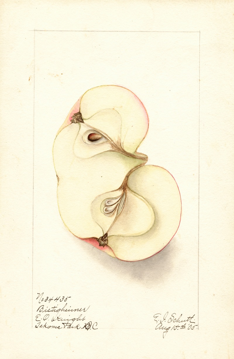 Ellen Isham Schutt - Malus domestica: Bietigheimer