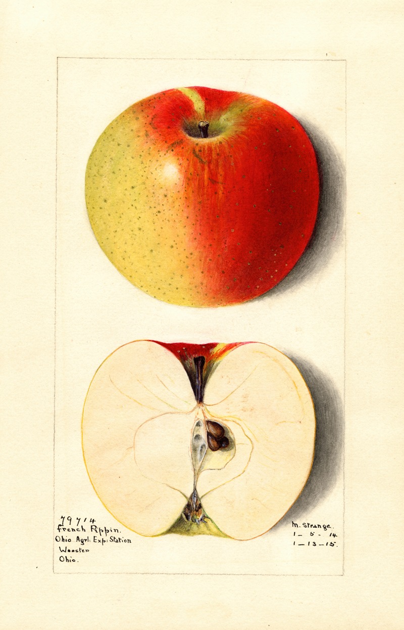 M. Strange - Malus domestica: French Pippin