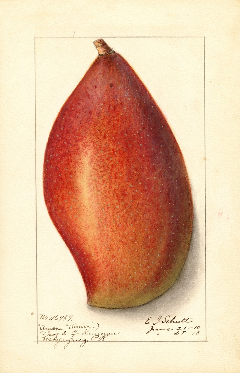 Ellen Isham Schutt - Mangifera indica: Ameeri