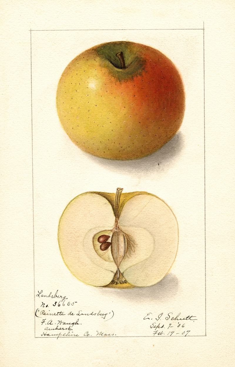 Ellen Isham Schutt - Malus domestica: Landsberg