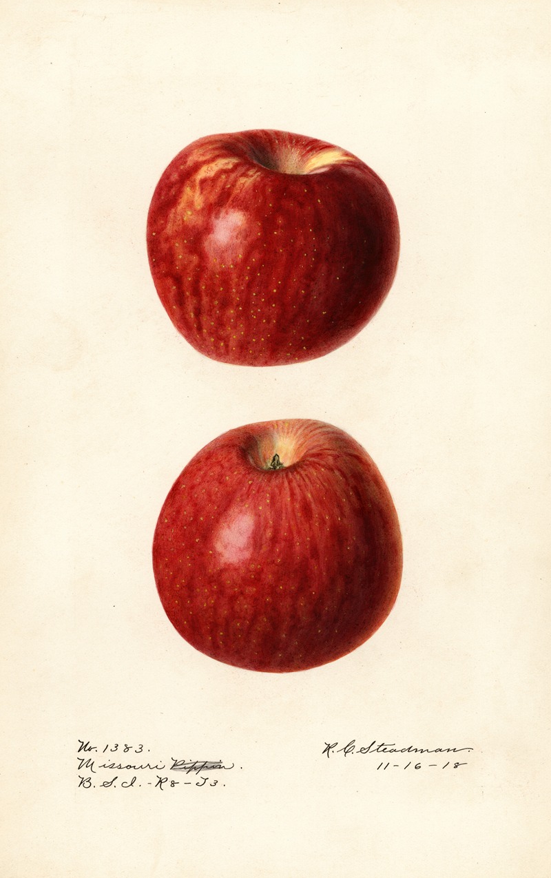 Royal Charles Steadman - Malus domestica: Missouri Pippin