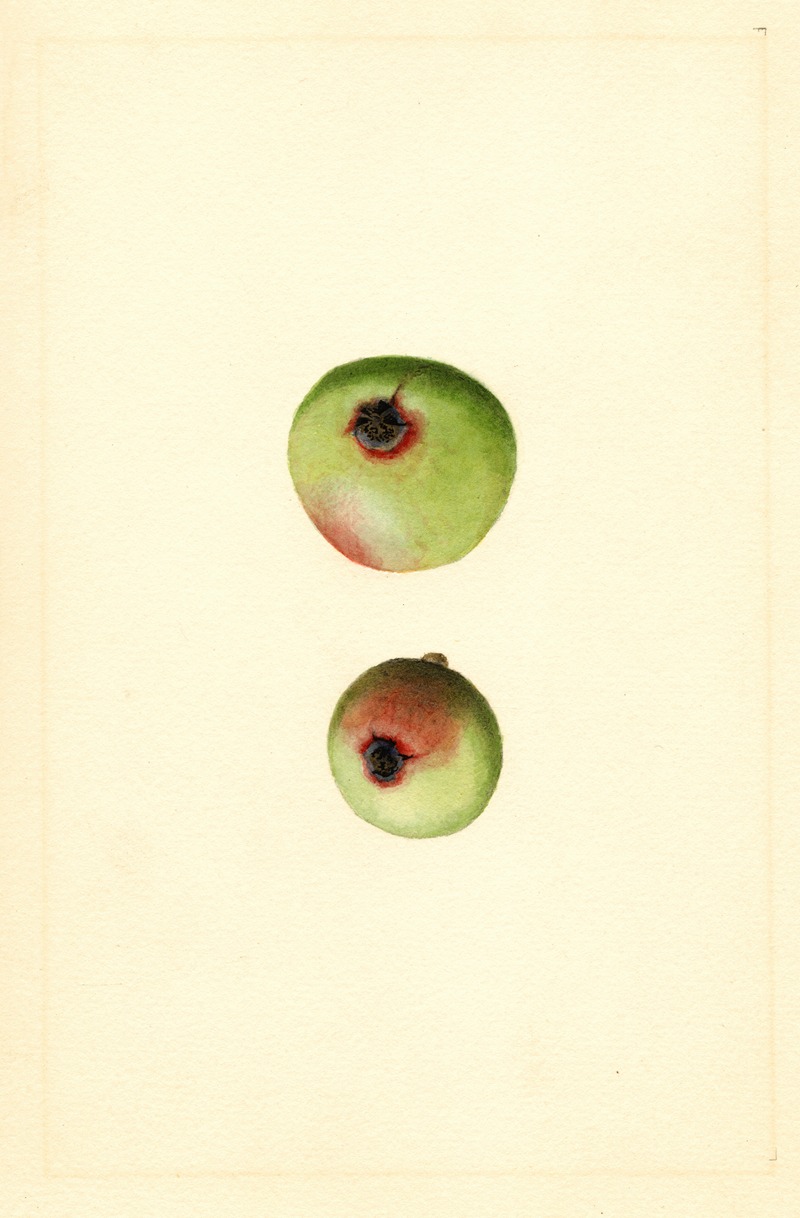 James Marion Shull - Malus domestica: Gano