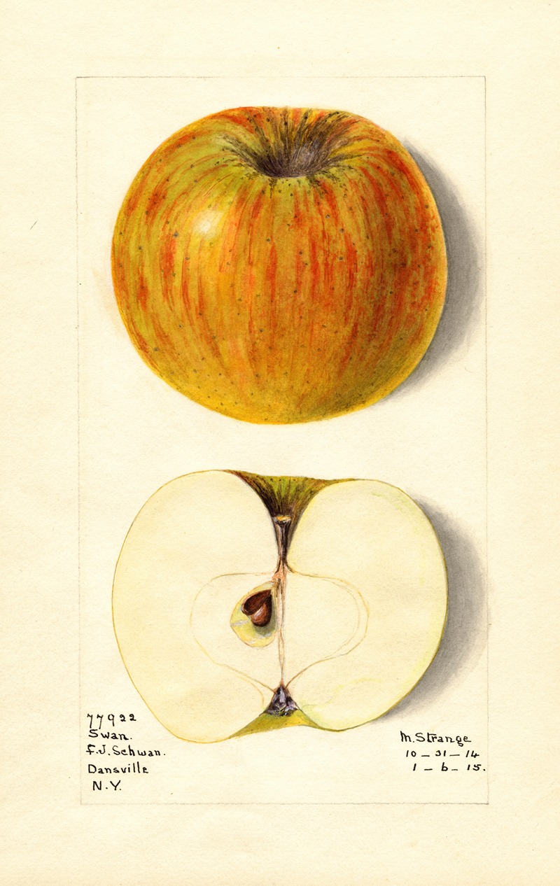 M. Strange - Malus domestica: Swan