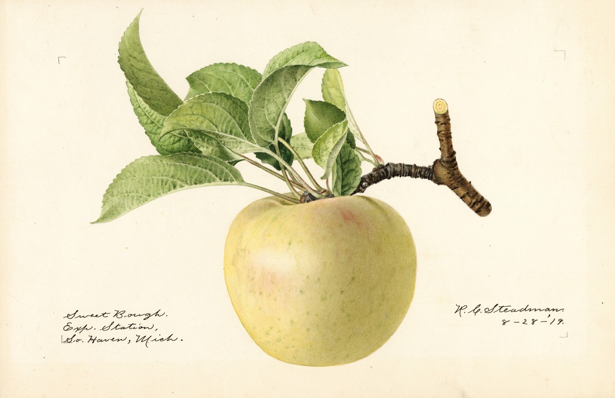 Royal Charles Steadman - Malus domestica: Sweet Bough