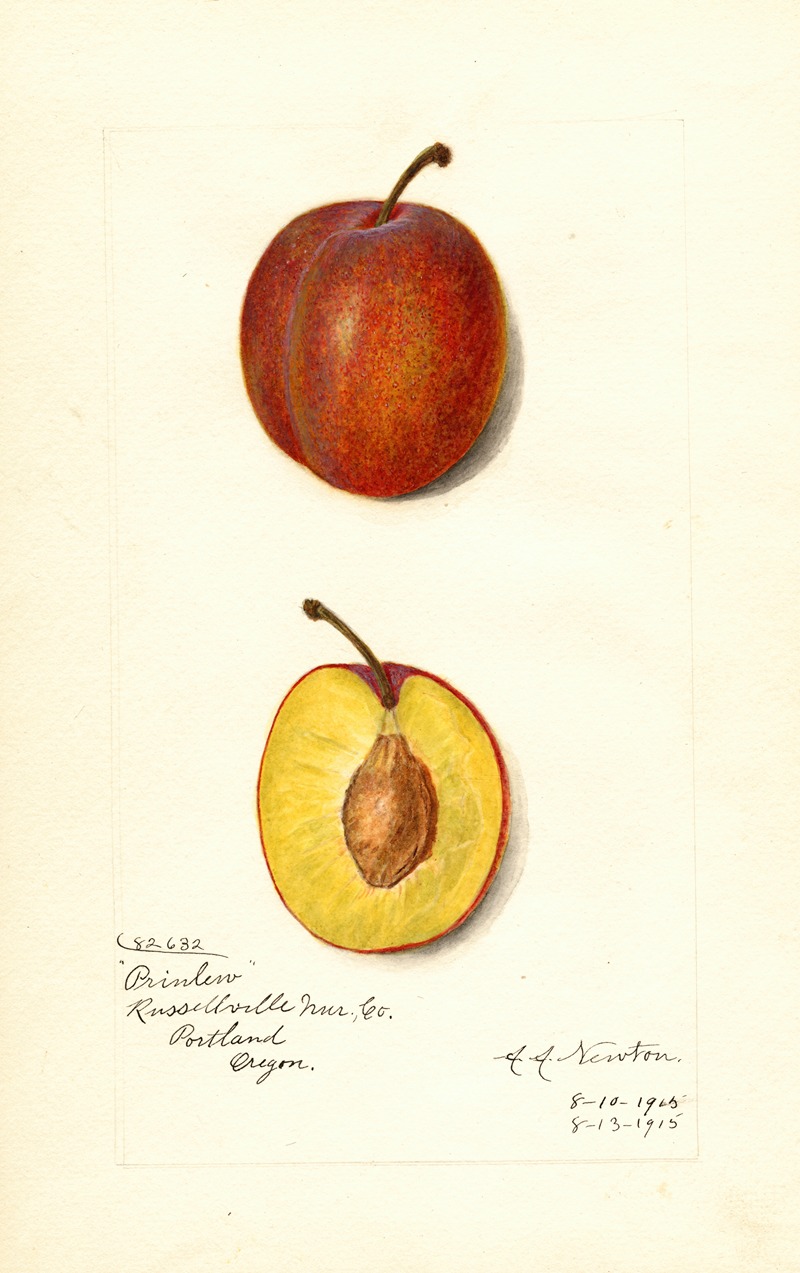 Amanda Almira Newton - Prunus domestica: Prinlew