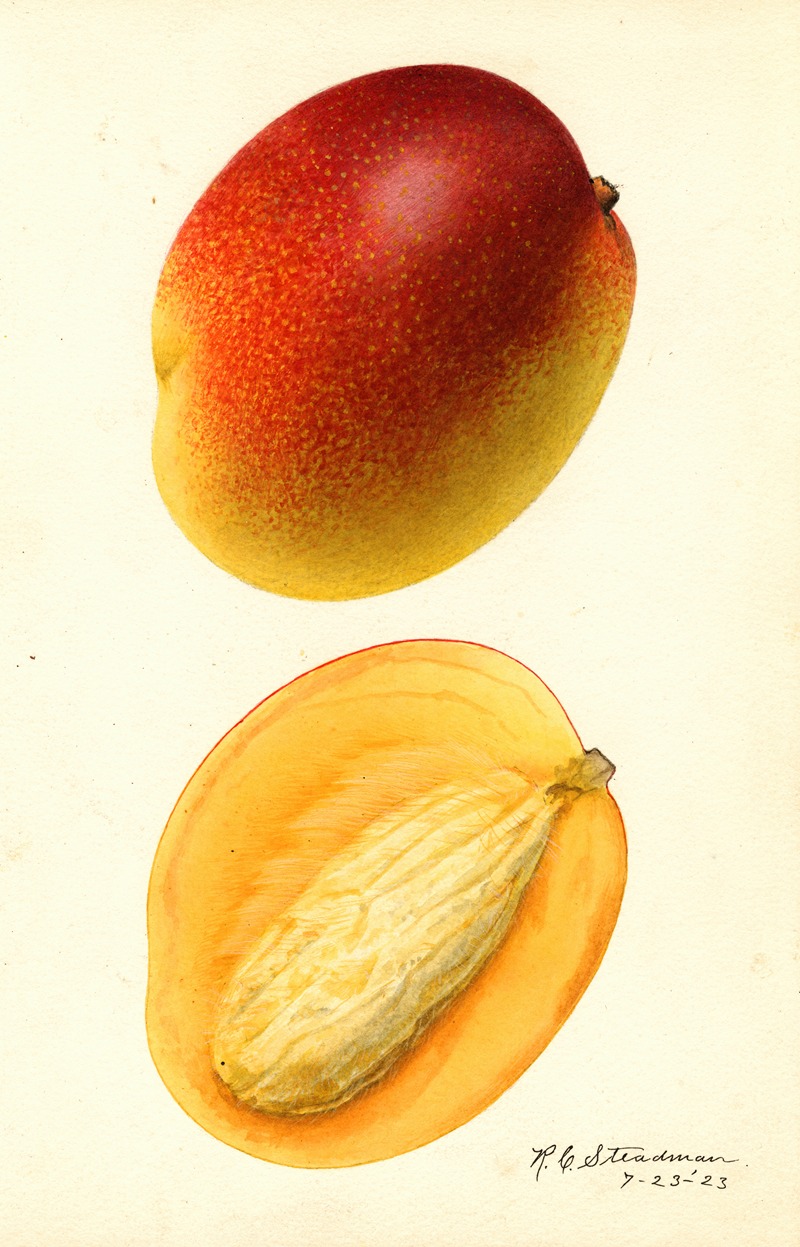 Royal Charles Steadman - Mangifera indica: Hayden