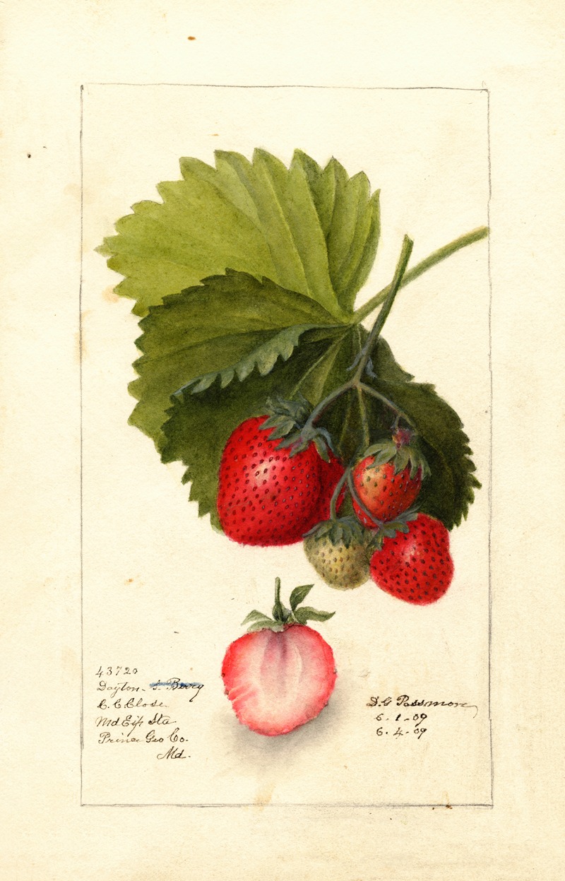 Deborah Griscom Passmore - Fragaria: Dayton