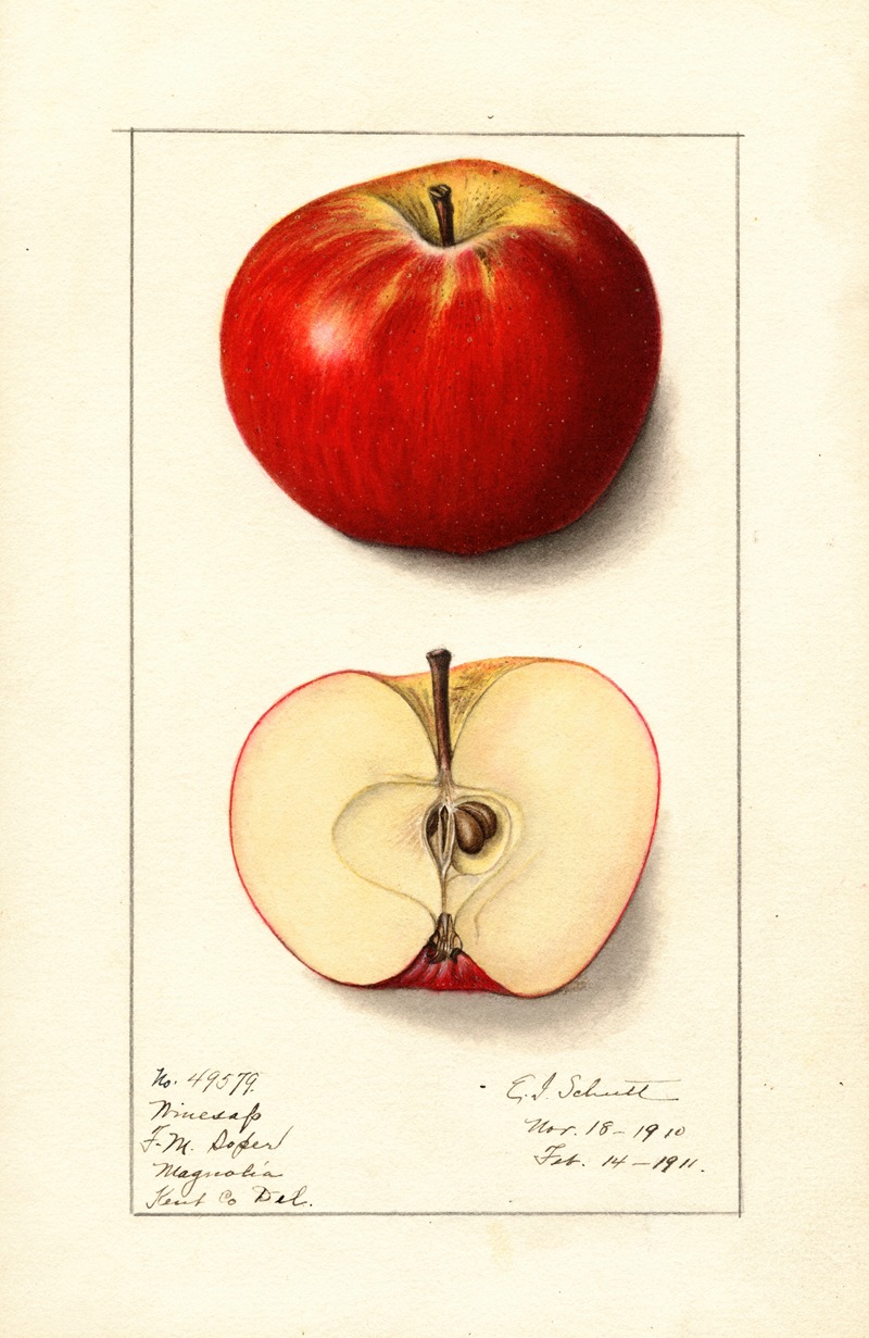 Ellen Isham Schutt - Malus domestica: Winesap