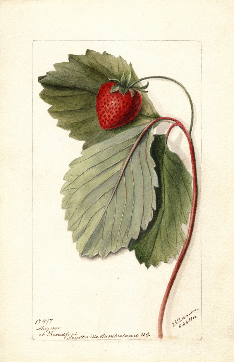 Deborah Griscom Passmore - Fragaria: Maynor