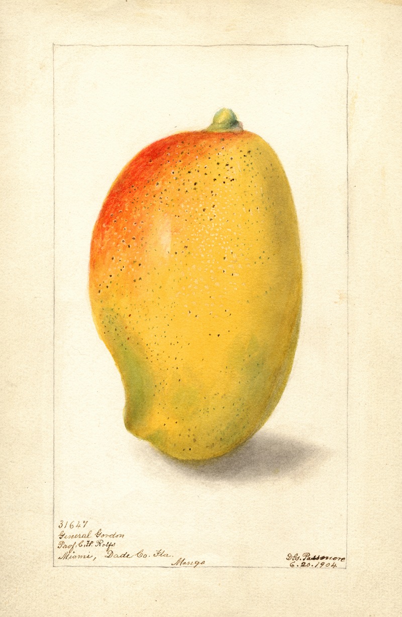 Deborah Griscom Passmore - Mangifera indica: General Gordon