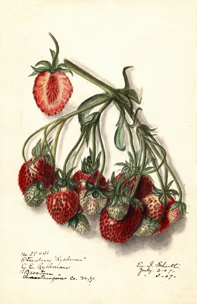 Ellen Isham Schutt - Fragaria: Ryckman