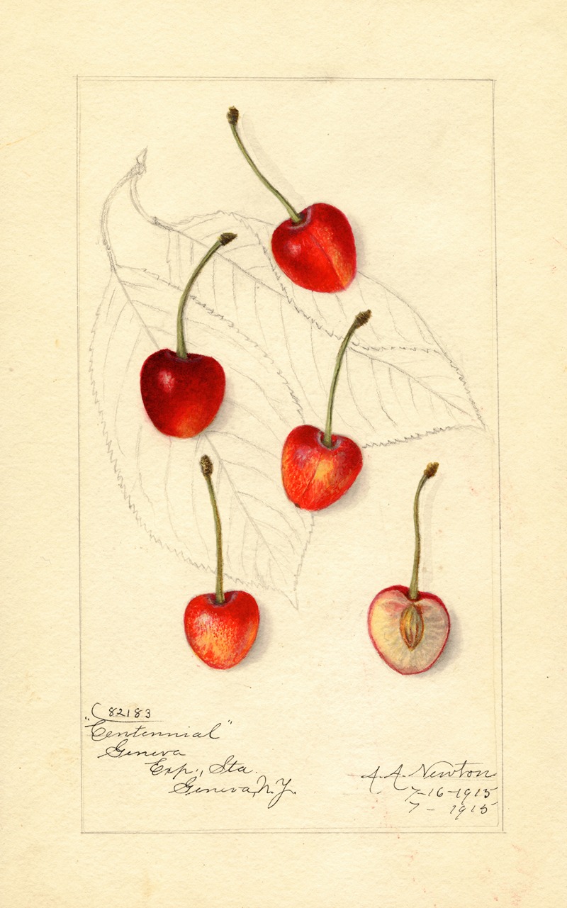 Amanda Almira Newton - Prunus avium: Centennial