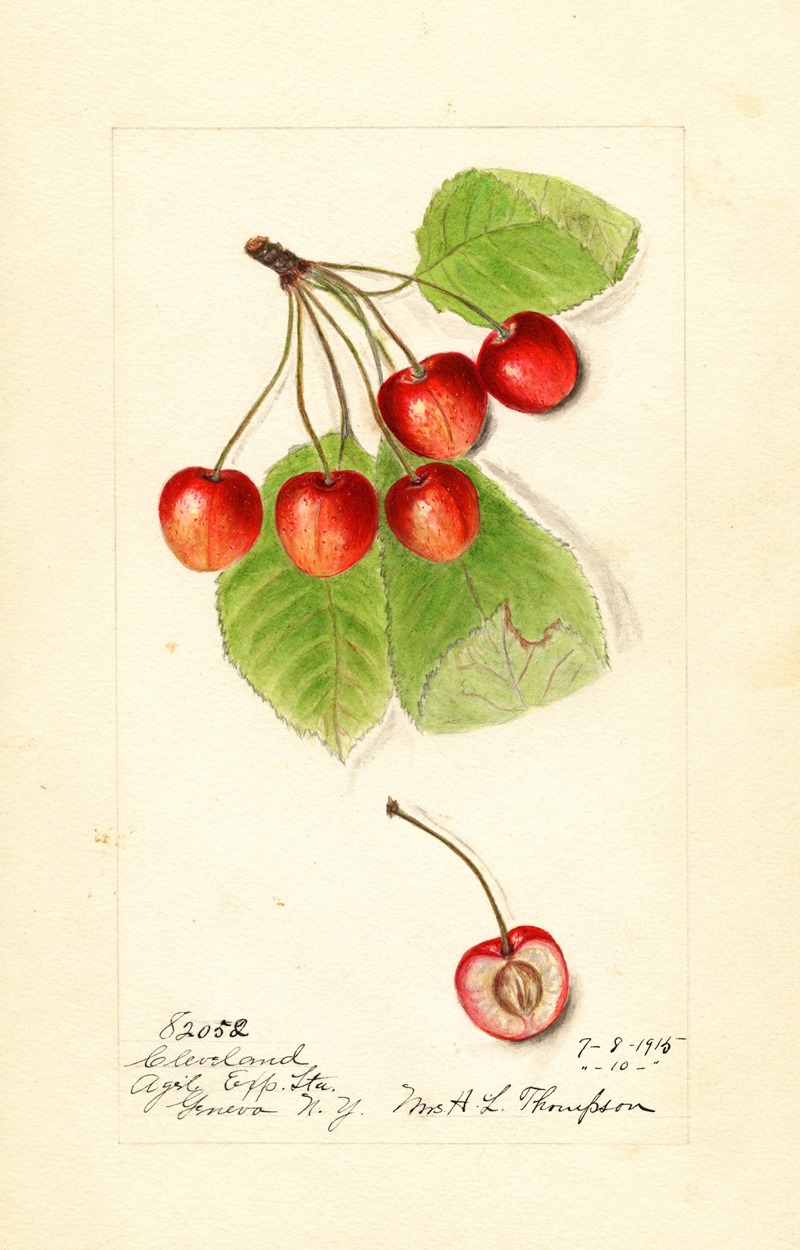 Harriet L. Thompson - Prunus avium: Cleveland