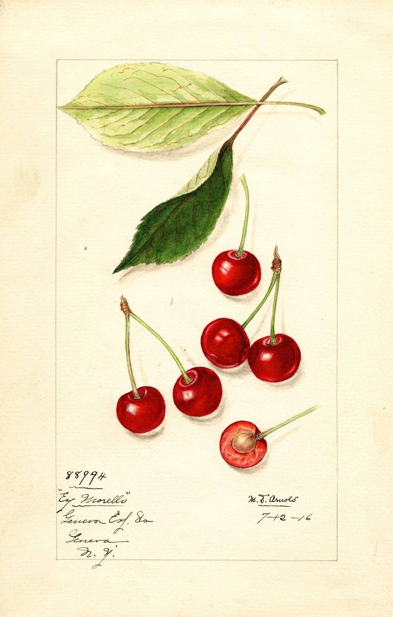 Mary Daisy Arnold - Prunus avium: Early Morello