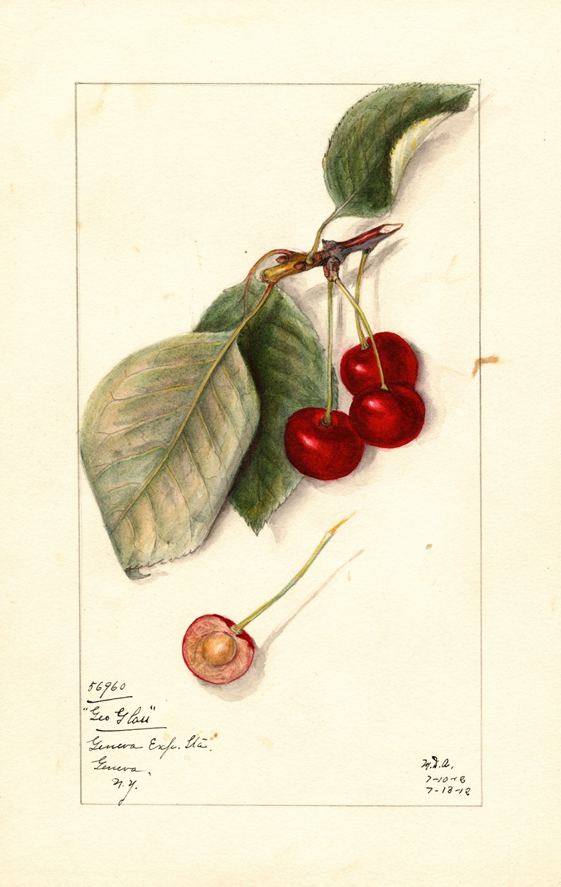 Mary Daisy Arnold - Prunus avium: George Glass