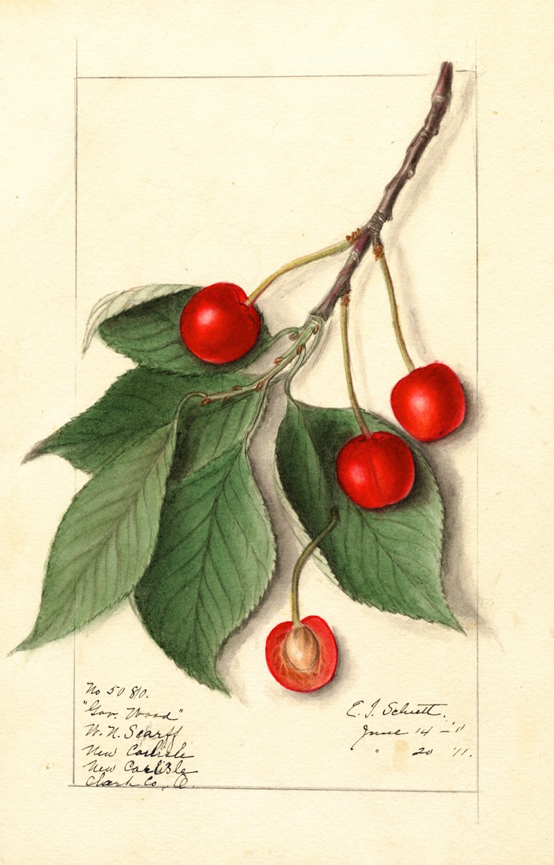 Ellen Isham Schutt - Prunus avium: Govenor Wood