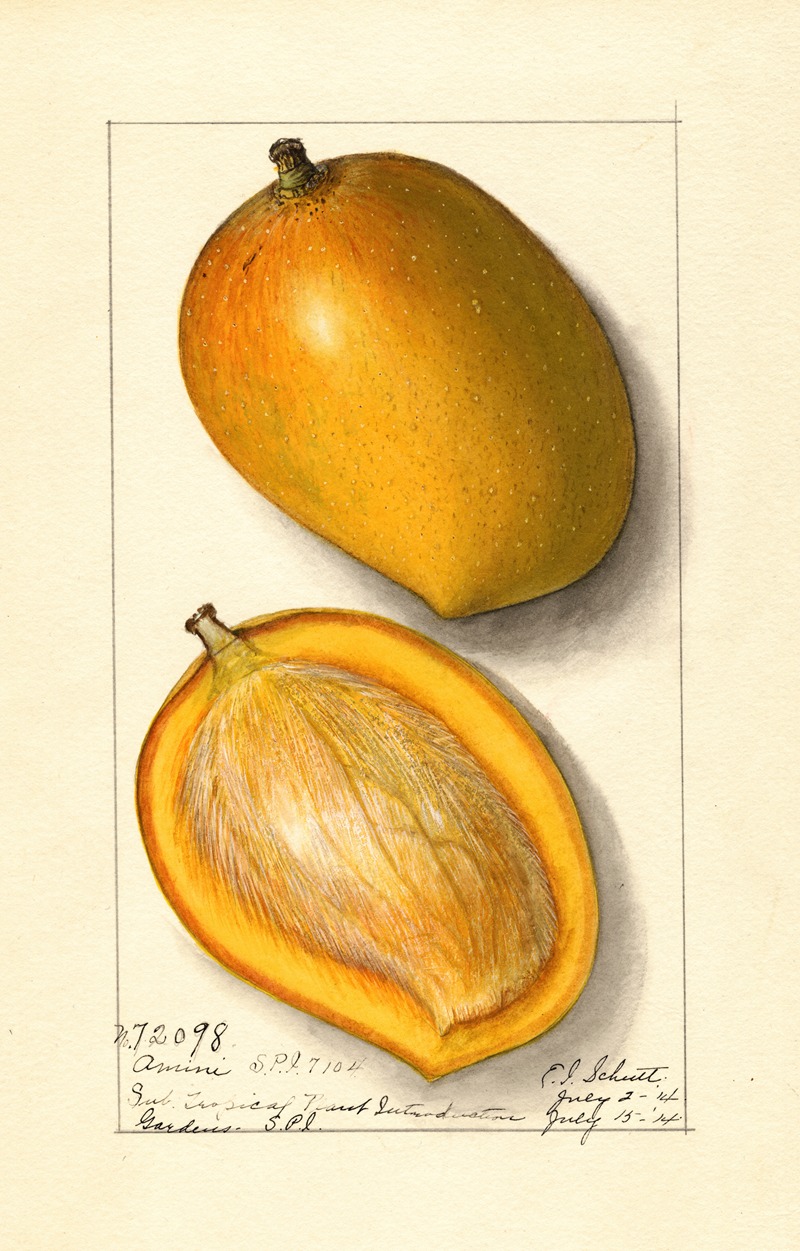 Ellen Isham Schutt - Mangifera indica: Amiri