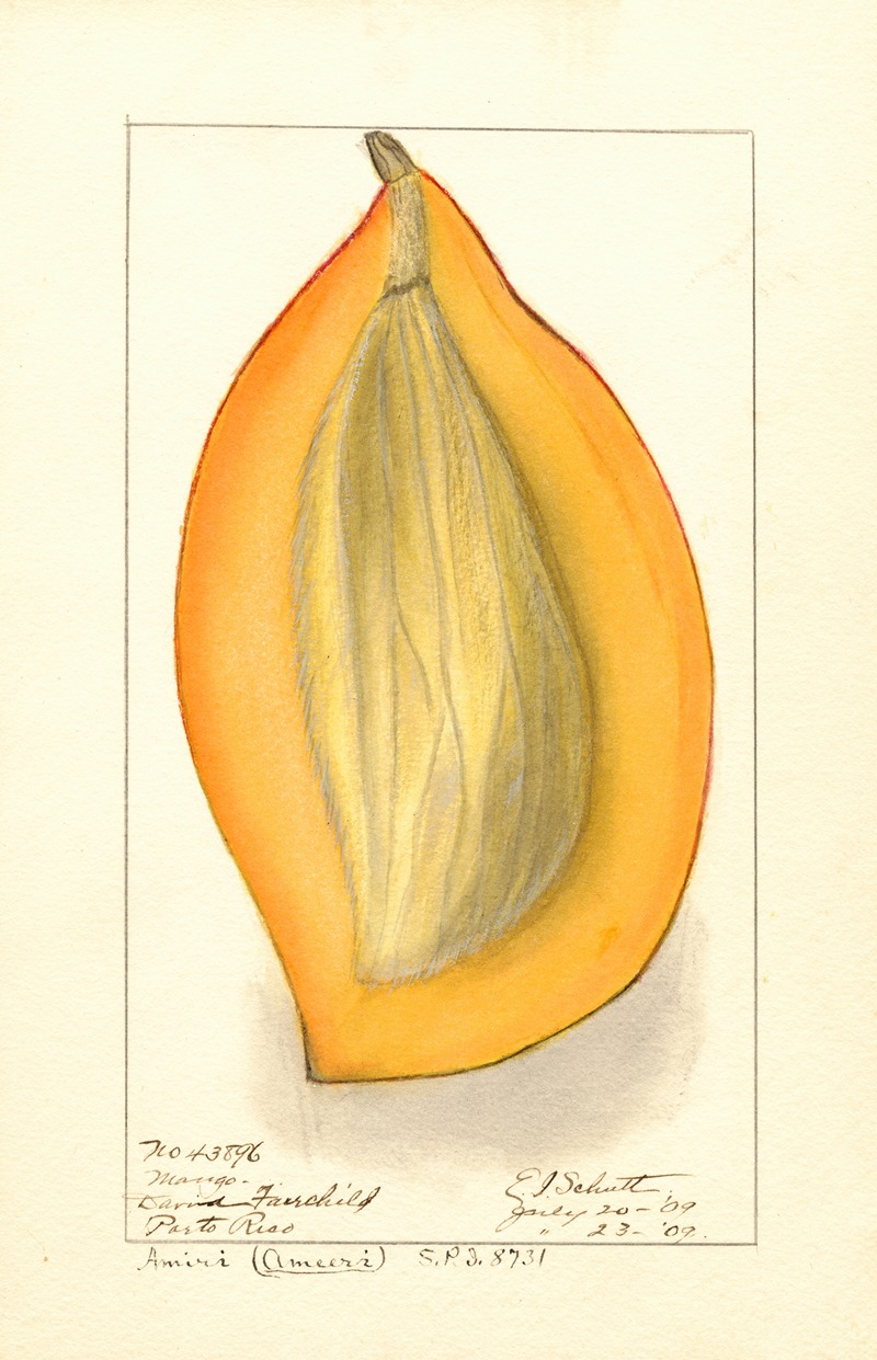 Ellen Isham Schutt - Mangifera indica: Amiri