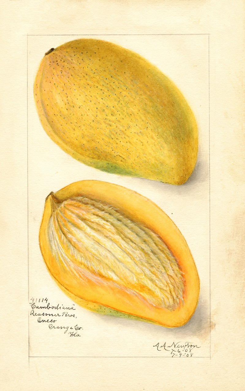 Amanda Almira Newton - Mangifera indica: Cambodiana