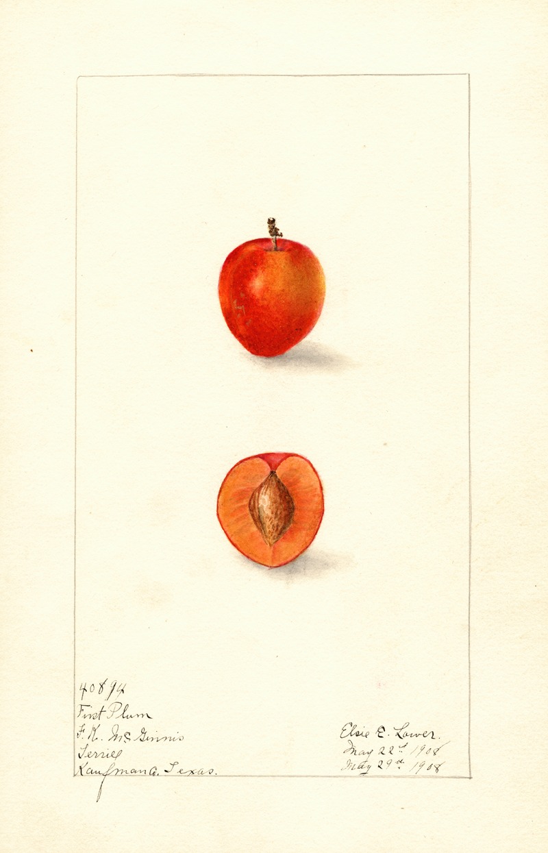 Elsie E. Lower - Prunus domestica: First