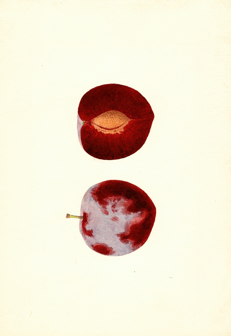 James Marion Shull - Prunus domestica: Flaming Delicious