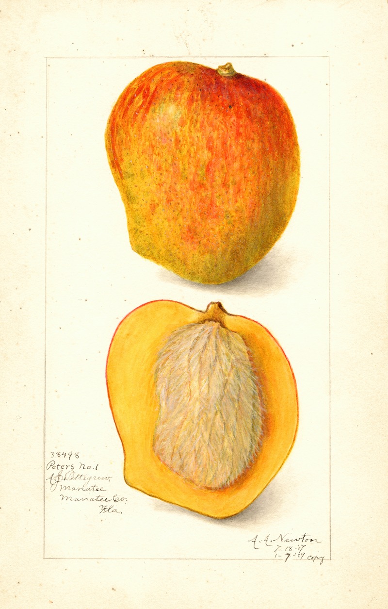 Amanda Almira Newton - Mangifera indica: Peters No