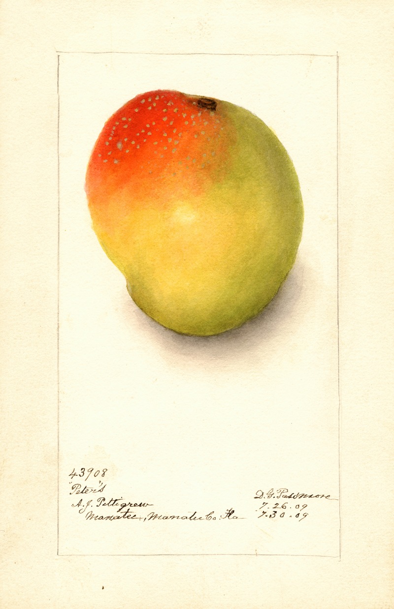 Deborah Griscom Passmore - Mangifera indica: Peters