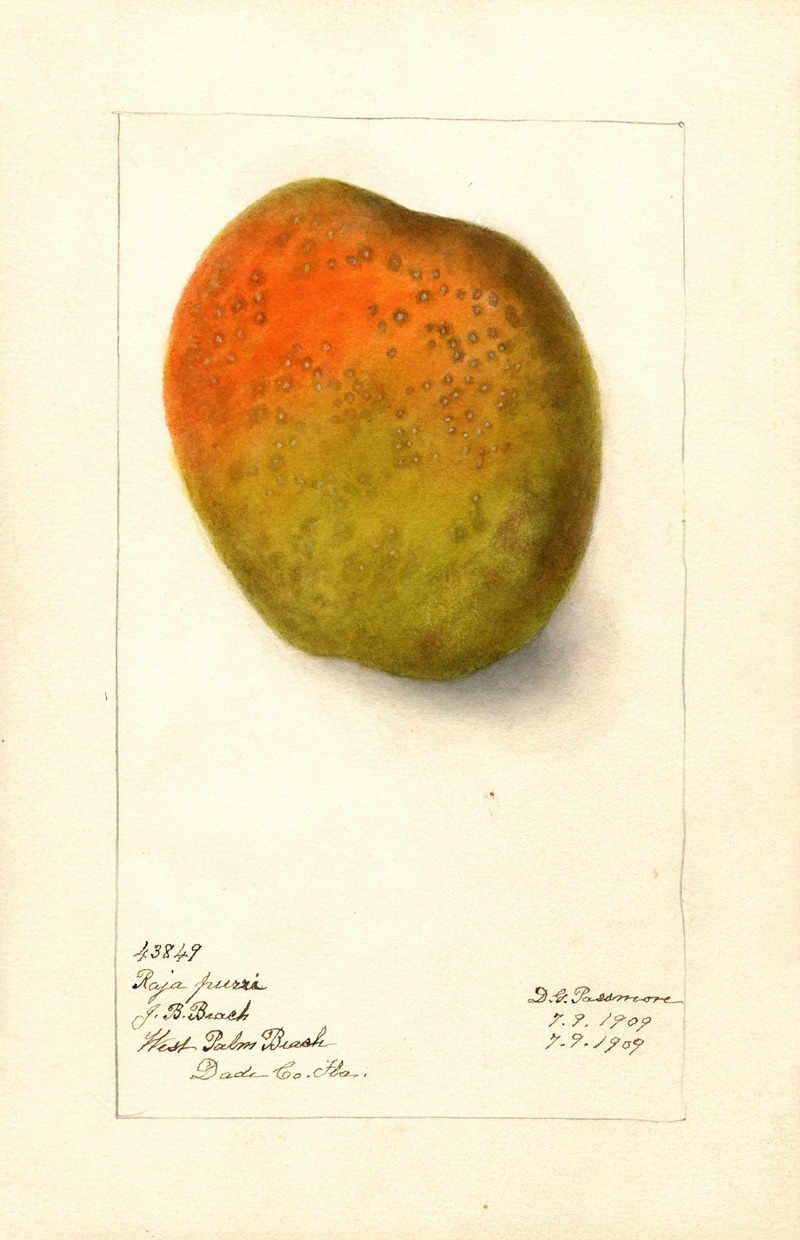 Deborah Griscom Passmore - Mangifera indica: Raja Purri