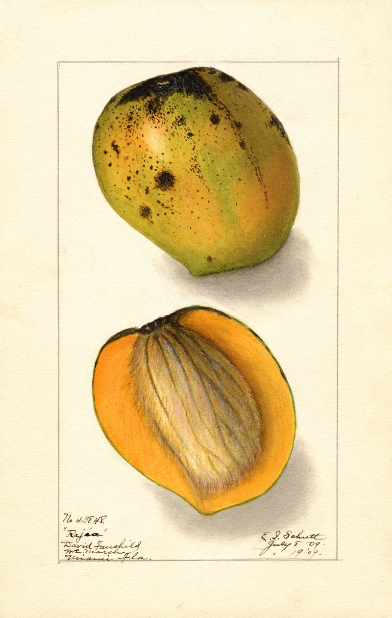 Ellen Isham Schutt - Mangifera indica: Rajia