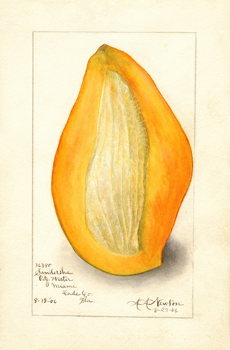 Amanda Almira Newton - Mangifera indica: Sandersha