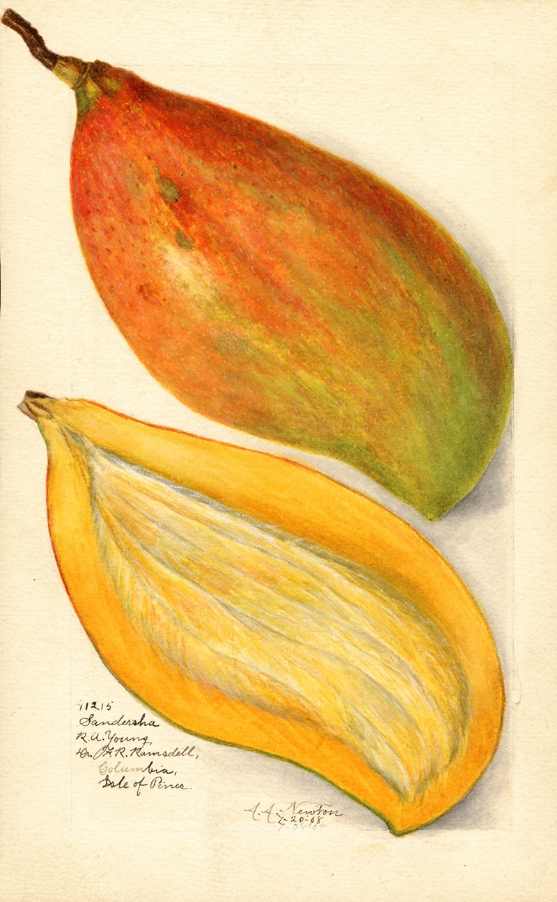 Amanda Almira Newton - Mangifera indica: Sandersha