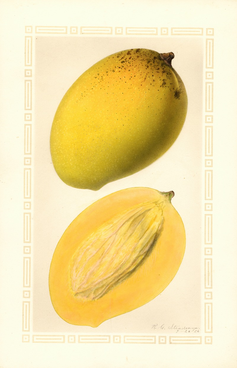 Ellen Isham Schutt - Mangifera indica: Totafarice