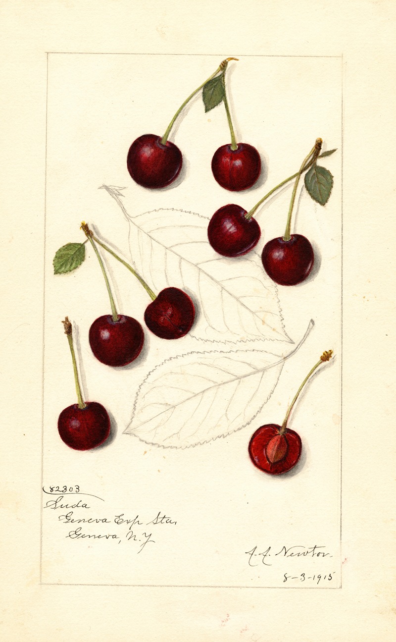 Amanda Almira Newton - Prunus avium: Suda